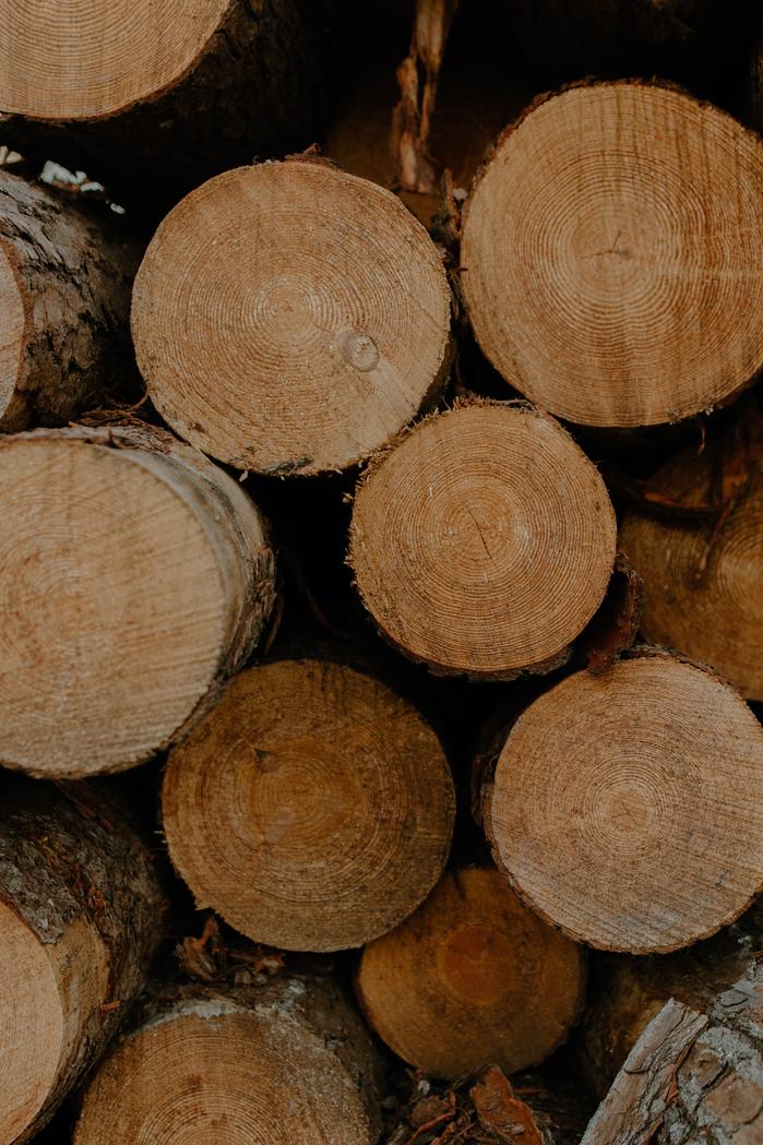 Quels sont les arbres utilisés pour fabriquer le papier ?